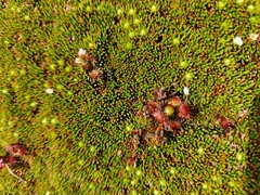 Drosera stenopetala