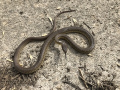 Coluber constrictor flaviventris