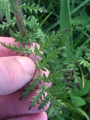Phacelia tanacetifolia