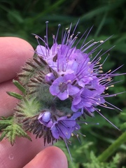 Phacelia tanacetifolia