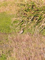 Gallinago paraguaiae