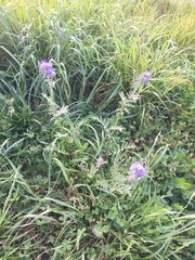 Phacelia tanacetifolia