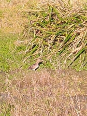 Gallinago paraguaiae