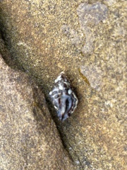 Tenguella marginalba