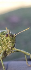 Physemacris variolosa