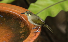 Microptilotis imitatrix