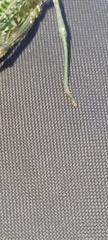 Physemacris variolosa