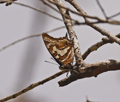 Charaxes sempronius