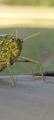 Physemacris variolosa