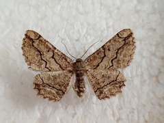 Menophra japygiaria
