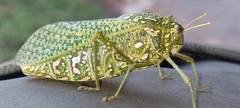 Physemacris variolosa