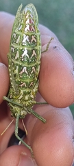 Physemacris variolosa