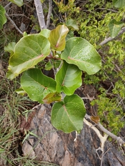 Ficus abutilifolia