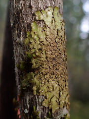 Melanelixia subaurifera