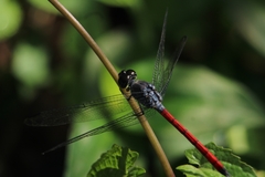Lathrecista asiatica
