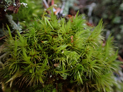 Dicranum howellii