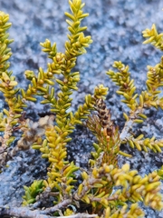 Lepidothamnus laxifolius