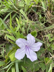 Ruellia cordata