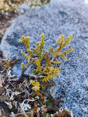 Lepidothamnus laxifolius