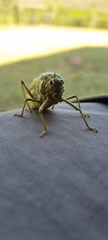 Physemacris variolosa