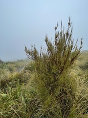 Dracophyllum
