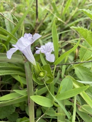 Ruellia cordata