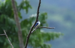 Todiramphus macleayii