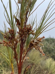 Dracophyllum