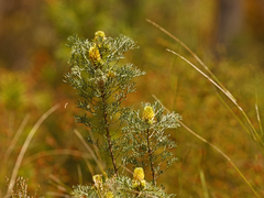 Petrophile canescens