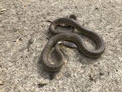 Coluber constrictor flaviventris