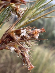Dracophyllum