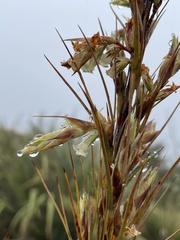 Dracophyllum