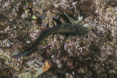 Ophioblennius steindachneri