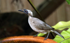 Philemon buceroides