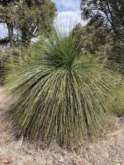 Xanthorrhoea preissii