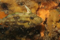 Meuschenia freycineti