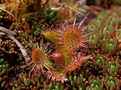 Drosera stenopetala
