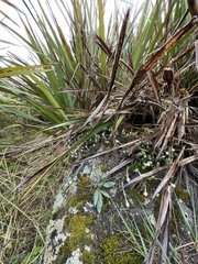 Anaphalioides bellidioides