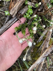 Anaphalioides bellidioides