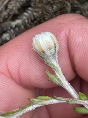 Anaphalioides bellidioides