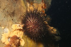 Heliocidaris erythrogramma