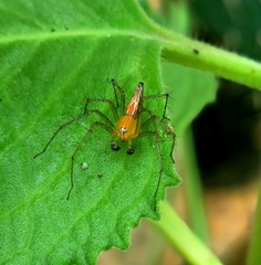 Oxyopes shweta