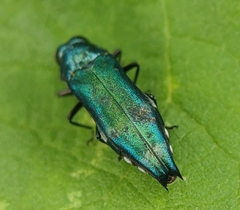 Agrilus acutus