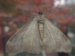 Operophtera relegata