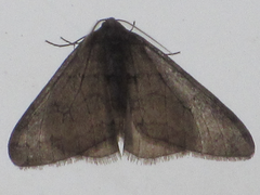 Operophtera relegata