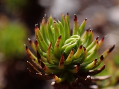 Celmisia lateralis lateralis