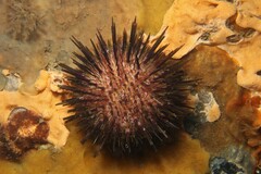 Heliocidaris erythrogramma