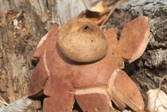Geastrum rufescens
