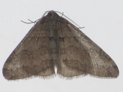 Operophtera relegata