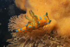 Tambja verconis